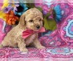Small Photo #2 Poodle (Miniature) Puppy For Sale in LANCASTER, PA, USA