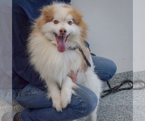 Medium Photo #3 Pomsky Puppy For Sale in Huntley, IL, USA