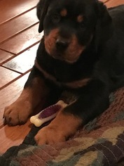 Rottweiler Puppy for sale in HURRICANE, WV, USA