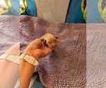 Small #4 English Cream Golden Retriever