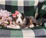 Small Photo #5 Bernedoodle (Miniature) Puppy For Sale in COCHRANVILLE, PA, USA