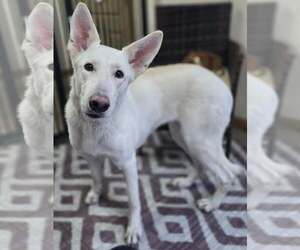 Unknown-white german shepherd Mix Dogs for adoption in Cuba, NY, USA