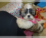 Small Photo #2 Shih Tzu Puppy For Sale in PATERSON, NJ, USA