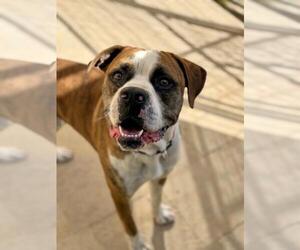 Boxer-Unknown Mix Dogs for adoption in Santa Maria, CA, USA