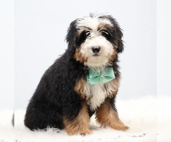 Medium Photo #2 Bernedoodle (Miniature) Puppy For Sale in LIVINGSTON, WI, USA