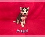Small Photo #2 Siberian Husky Puppy For Sale in SAYLORSBURG, PA, USA