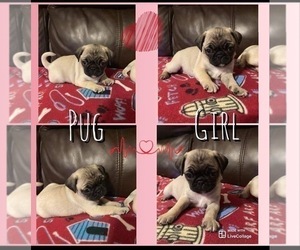 Pug Puppy for sale in SEVIERVILLE, TN, USA