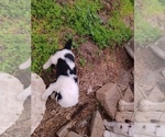 Small Photo #6 Sheepadoodle Puppy For Sale in INDEPENDENCE, MO, USA