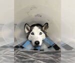 Small #3 Siberian Husky