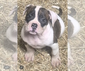 American Bulldog Puppy for sale in JASPER, GA, USA