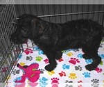 Small #7 Schnoodle (Miniature)