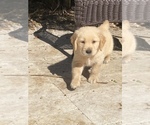Small Photo #1 Golden Retriever Puppy For Sale in BROOKER, FL, USA