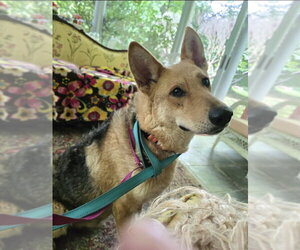 Sally - Female Airedale Terrier-German Shepherd Dog Mix Dog for Adoption - Photo #2