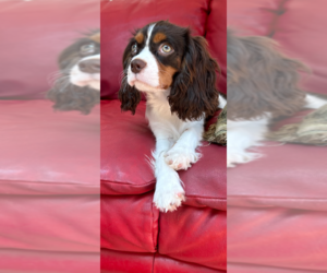 Father of the Cavalier King Charles Spaniel puppies born on 03/23/2025