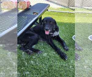 Great Dane-Labrador Retriever Mix Dogs for adoption in San Diego, CA, USA