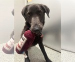 Small #2 Labrador Retriever Mix