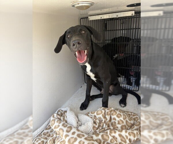 Medium Photo #3 Doberman Pinscher-Labrador Retriever Mix Puppy For Sale in Rowlett, TX, USA