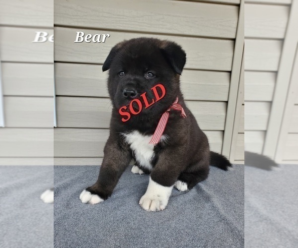 Medium Photo #7 Akita Puppy For Sale in FRESNO, OH, USA