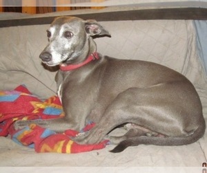 Father of the Italian Greyhound puppies born on 05/24/2026