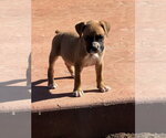 Small #2 Boxer