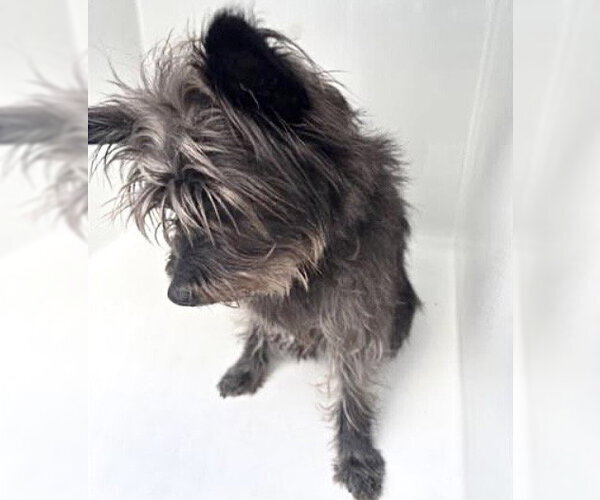 Medium Photo #1 - Mix Puppy For Sale in Houston, TX, USA