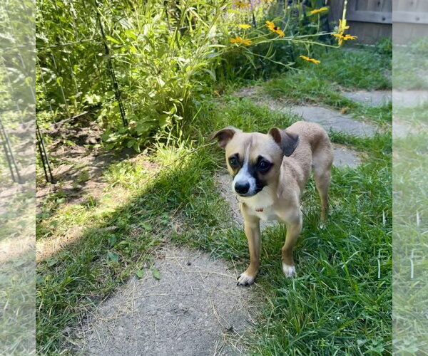 Medium Photo #12 Chihuahua-Unknown Mix Puppy For Sale in Fargo, ND, USA
