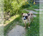 Small #11 Chihuahua Mix
