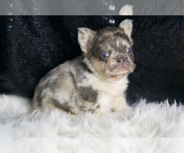 Medium Photo #8 French Bulldog Puppy For Sale in WARSAW, IN, USA