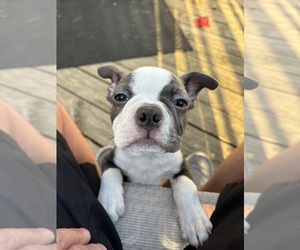 Boston Terrier Puppy for sale in HOWELL, NJ, USA