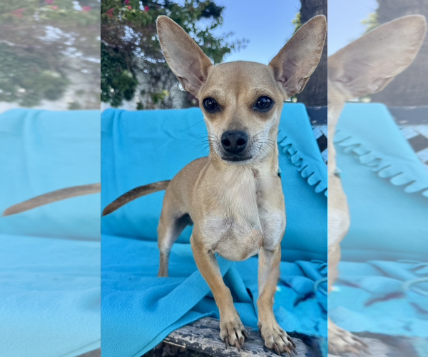 Medium Photo #3 Chihuahua-Unknown Mix Puppy For Sale in Newport Beach, CA, USA