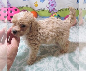 Maltipoo Puppy for sale in RATTAN, OK, USA