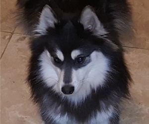 Father of the Pomsky puppies born on 07/05/2022