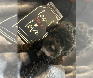 Poodle (Toy) Puppy for sale in BREMERTON, WA, USA