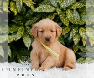 Golden Retriever Puppy for sale in NEW HOLLAND, PA, USA