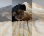 Small Photo #1 Yorkshire Terrier Puppy For Sale in BROOKFIELD, IL, USA
