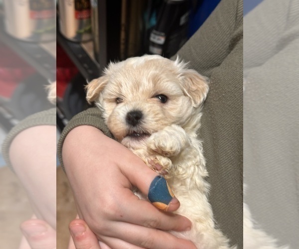 Medium Photo #7 Maltipoo Puppy For Sale in ALEXANDRIA, VA, USA