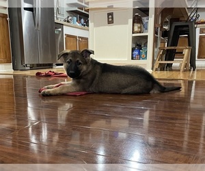 German Shepherd Dog Puppy for sale in MADISON HEIGHTS, VA, USA