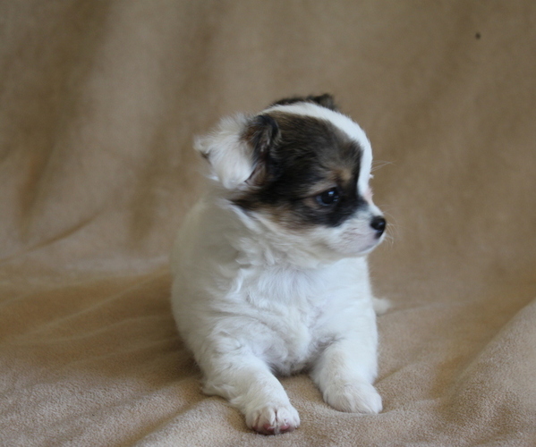Medium Photo #2 Chihuahua Puppy For Sale in HUDSONVILLE, MI, USA