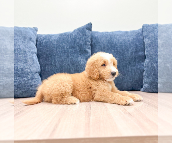 Medium Photo #4 Goldendoodle (Miniature) Puppy For Sale in MILLERSBURG, OH, USA
