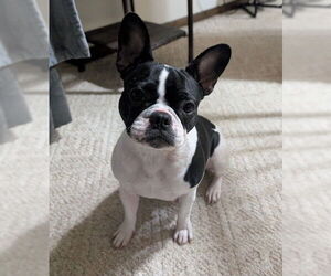 Boston Terrier Dogs for adoption in Pittsburgh, PA, USA