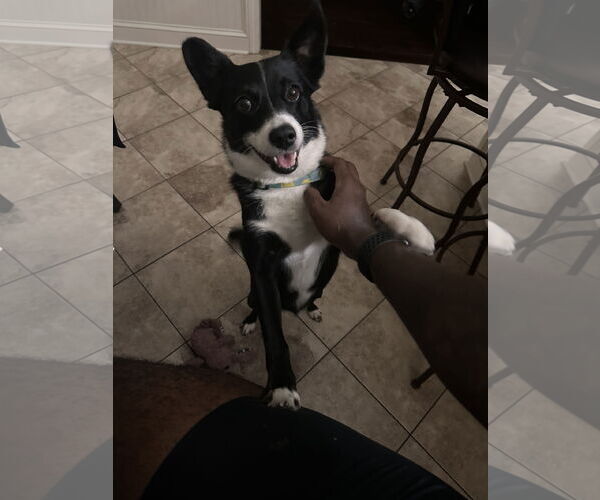 Medium Photo #4 Border Collie-Rat Terrier Mix Puppy For Sale in Highland, IL, USA