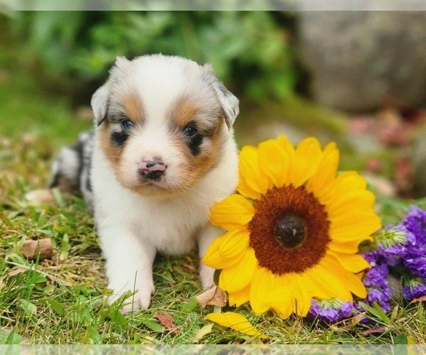Medium Photo #1 Miniature Australian Shepherd Puppy For Sale in SANDOWN, NH, USA