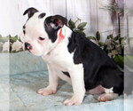 Small Photo #1 Boston Terrier Puppy For Sale in PENNS CREEK, PA, USA