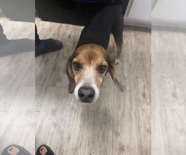 Medium Photo #4 Beagle Puppy For Sale in Tampa, FL, USA