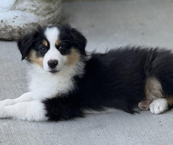 Medium Photo #13 Miniature American Shepherd Puppy For Sale in NOLENSVILLE, TN, USA