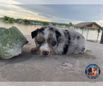 Small Photo #13 Miniature Australian Shepherd Puppy For Sale in GRANBURY, TX, USA