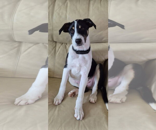Medium Photo #1 Mutt Puppy For Sale in New London, WI, USA