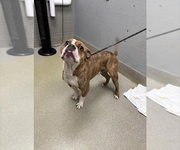 Medium Photo #1 Bulldog-Unknown Mix Puppy For Sale in Las Vegas, NV, USA