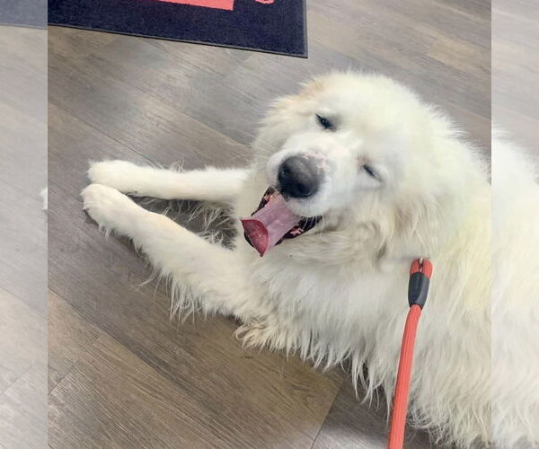 Medium Photo #10 Great Pyrenees Puppy For Sale in Spring, TX, USA
