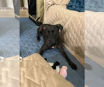 Small #8 American Pit Bull Terrier-Staffordshire Bull Terrier Mix